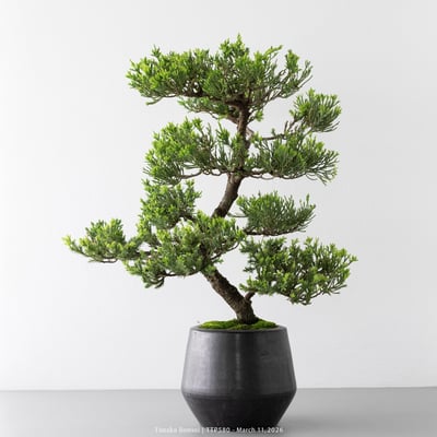 臺灣真柏｜TTP5801