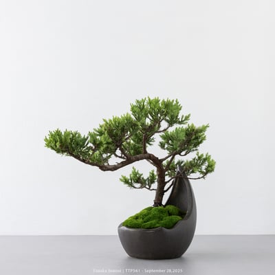 台灣真柏｜TTP5615