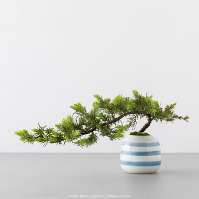 黃金杜松｜GDP5476