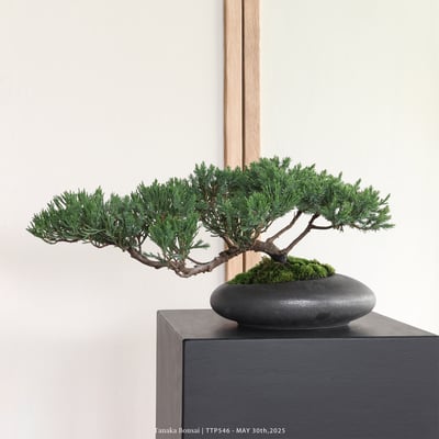 台灣真柏｜TTP5461