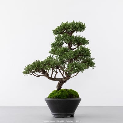 紀州真柏｜TPA5366