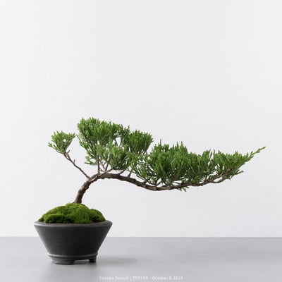 台灣真柏｜TTP5595