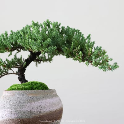 【官網限定】珍珠柏｜OWSP5035