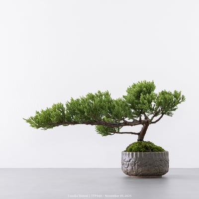 台灣真柏｜TTP5668