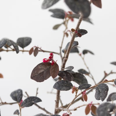 紅花繼木｜HP5213