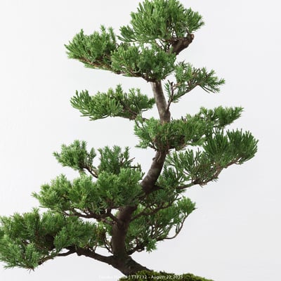 台灣真柏｜TTP7327