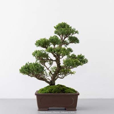 紀州真柏｜TPA5545