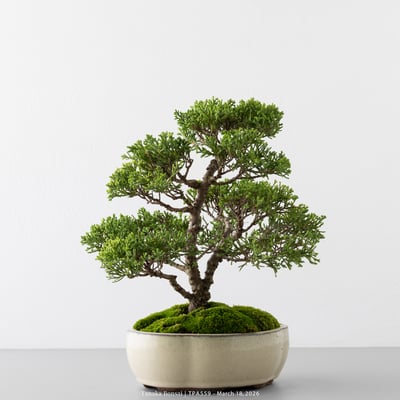 紀州真柏｜TPA5595