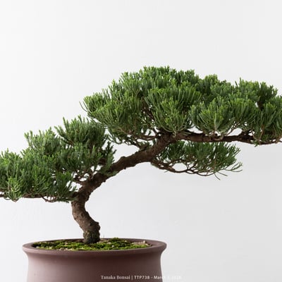 臺灣真柏｜TTP7383