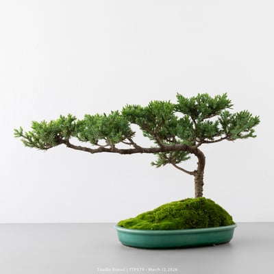 臺灣真柏｜TTP5796