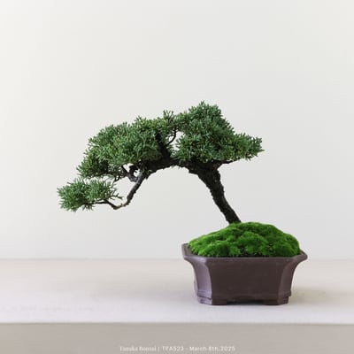 紀州真柏｜TPA5236