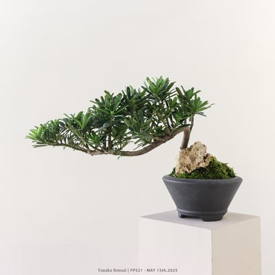晶鑽羅漢松｜FP5215