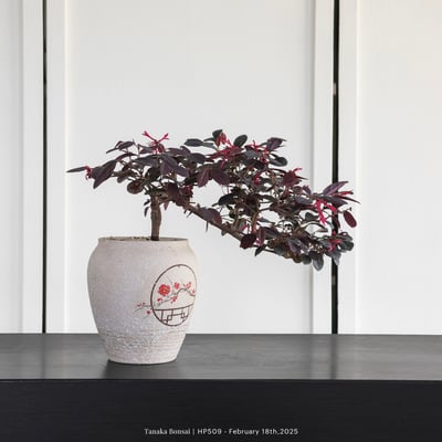 紅花繼木｜HP5092