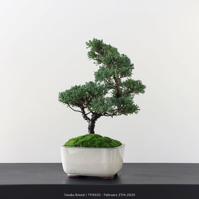 紀州真柏｜TPA5205