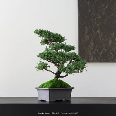 紀州真柏｜TPA5183