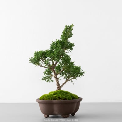 紀州真柏｜TPA5707