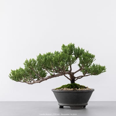 台灣真柏｜TTP5685