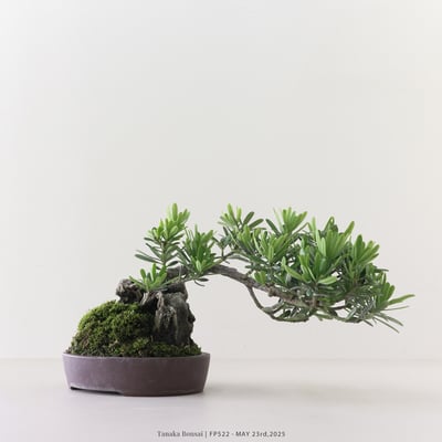 晶鑽羅漢松｜FP5221