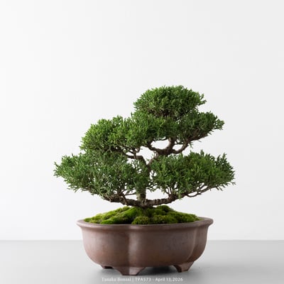 紀州真柏｜TPA5734