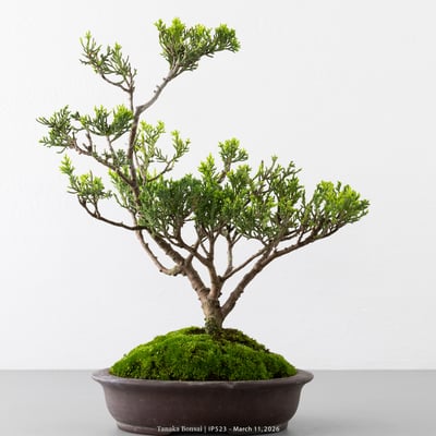 系魚川真柏｜IP5232