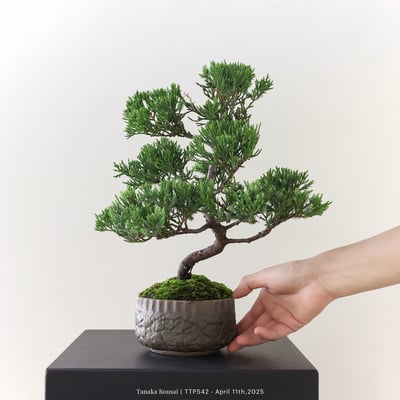 台灣真柏｜TTP5422