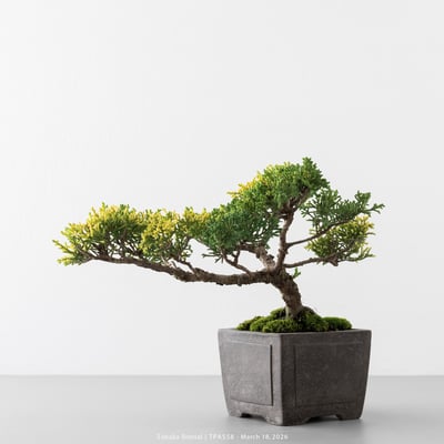 紀州真柏｜TPA5588