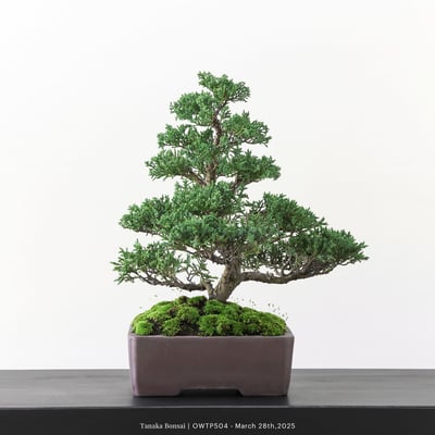 【官網限定】紀州真柏｜OWTP5045