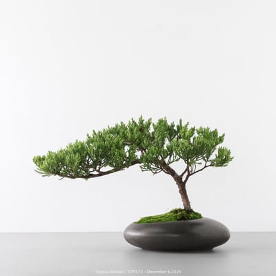 台灣真柏｜TTP5731