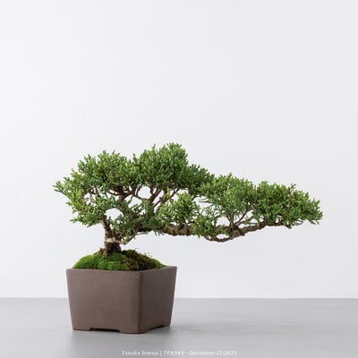 紀州真柏｜TPA5493