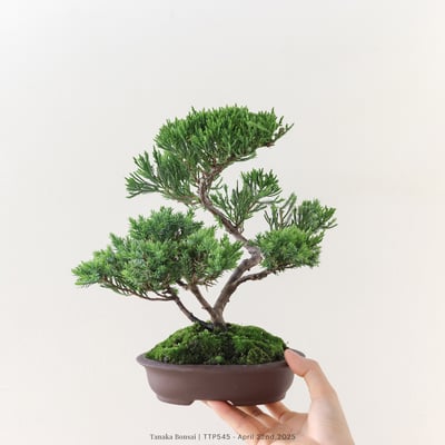 台灣真柏｜TTP5451