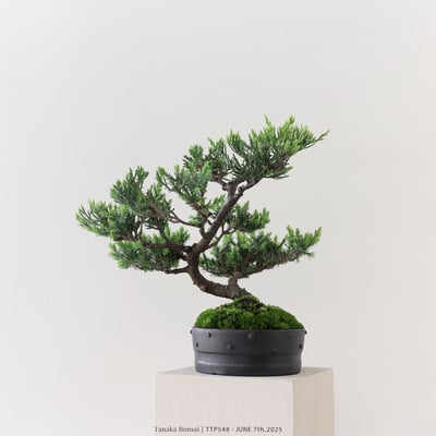 台灣真柏｜TTP5484