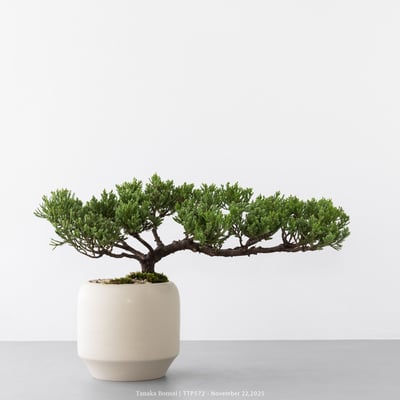 台灣真柏｜TTP5721