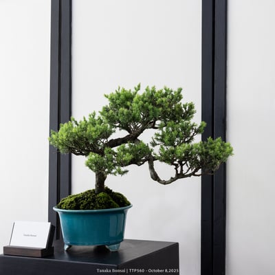 台灣真柏｜TTP5603