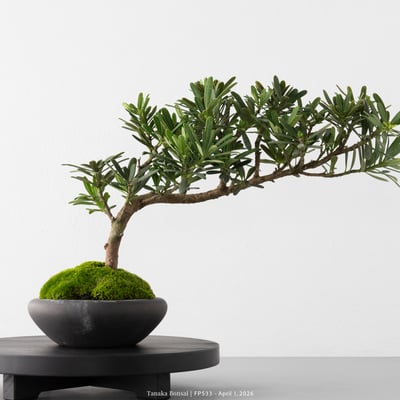 晶鑽羅漢松｜FP5332