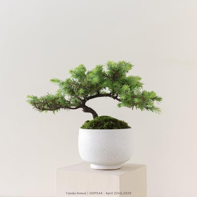 黃金杜松｜GDP5441