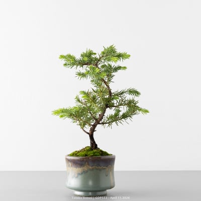 黃金杜松｜GDP5536