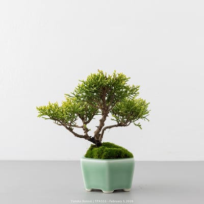 紀州真柏｜TPA5536