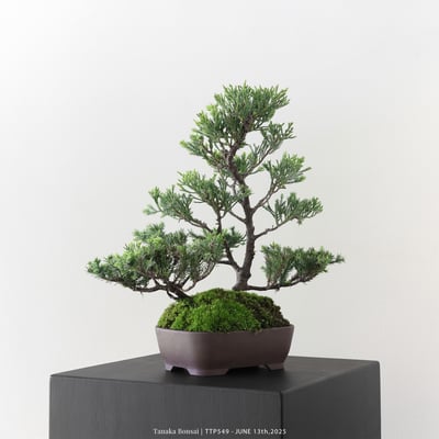 台灣真柏｜TTP5496