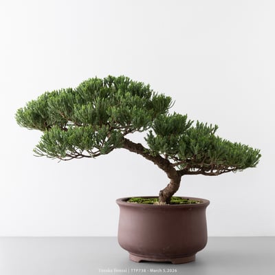 臺灣真柏｜TTP7388