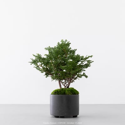 日本青檜｜COP5395