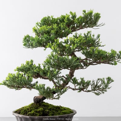 臺灣真柏｜TTP7397