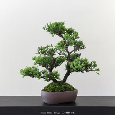 台灣真柏｜TTP7252