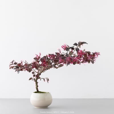 紅花繼木｜HP5174