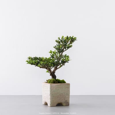 綠鑽羅漢松｜GPP5105