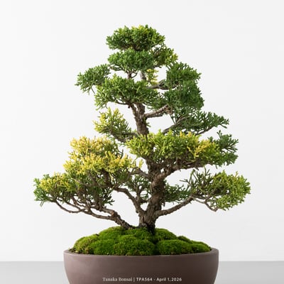 紀州真柏｜TPA5648