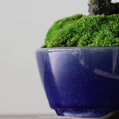 【官網限定】紀州真柏｜OWTP5027