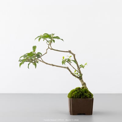 李氏櫻桃｜CP5105