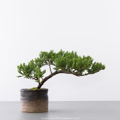 台灣真柏｜TTP5715