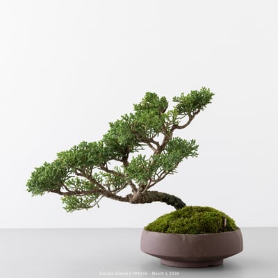 紀州真柏｜TPA5566