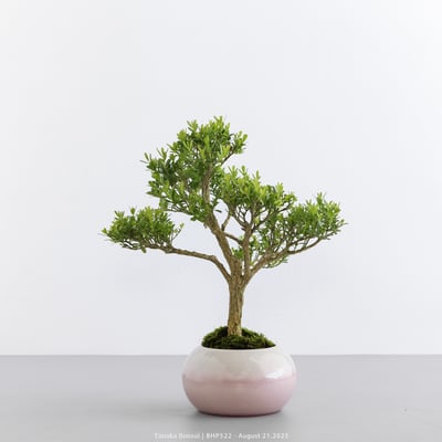 雀舌黃楊｜BHP5227